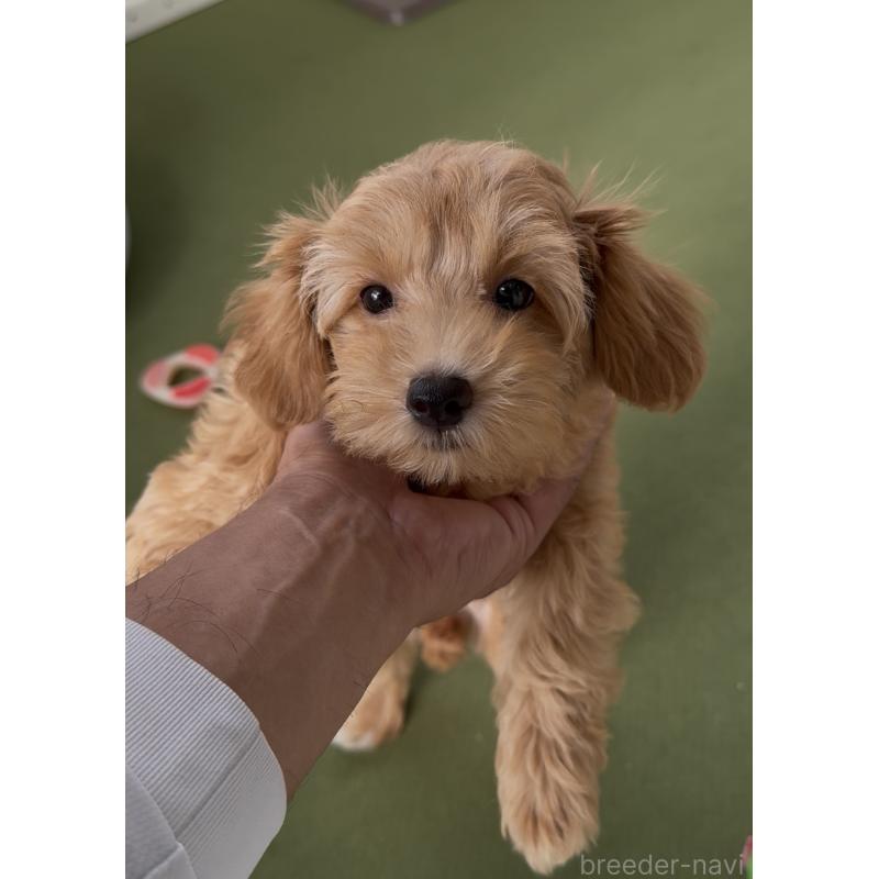 販売中の福岡県のマルプー:マルチーズ×トイプードル-417092の3枚目