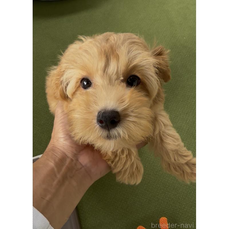 販売中の福岡県のマルプー:マルチーズ×トイプードル-417092の2枚目