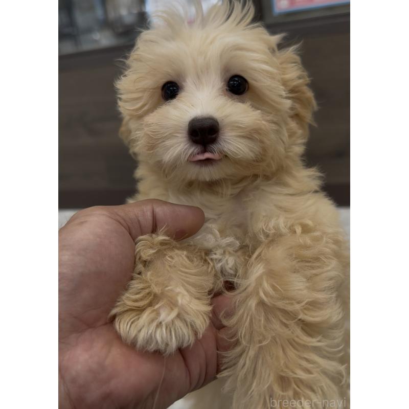 販売中の福岡県のマルプー:マルチーズ×トイプードル-417842の4枚目