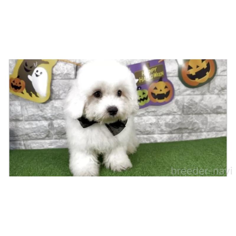 販売中の埼玉県のビションフリーゼ-422417の3枚目