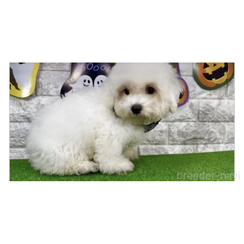 販売中の埼玉県のビションフリーゼ-422417の2枚目