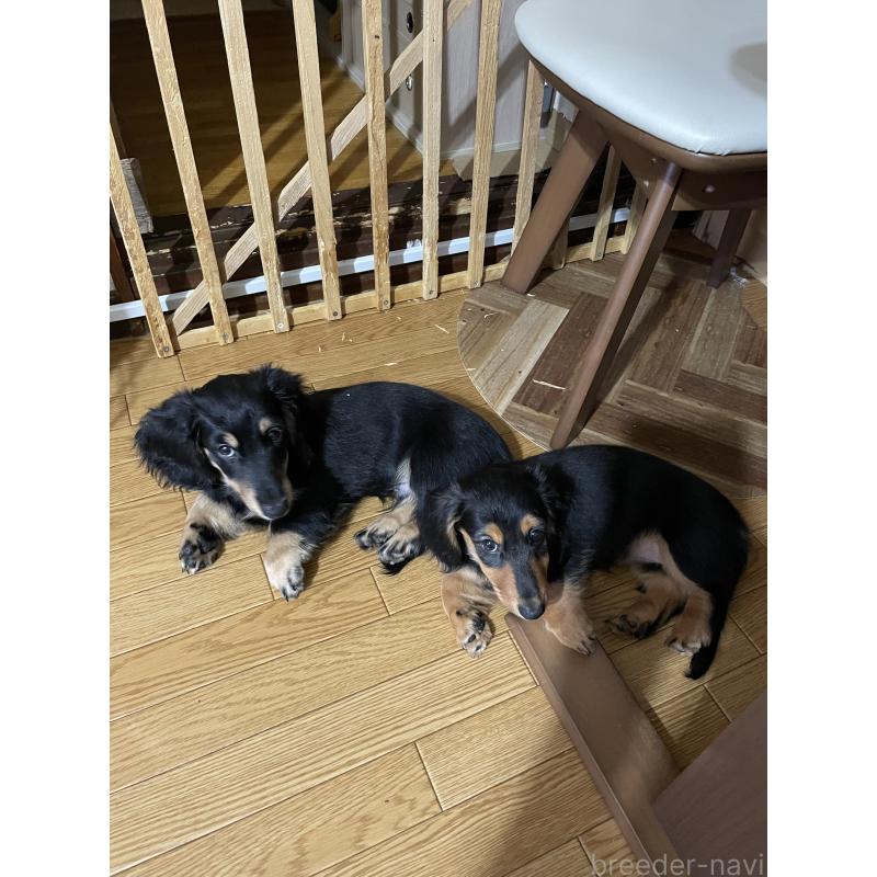 販売中の北海道のミニチュアダックスフンド(ロングヘアード)-409102の2枚目