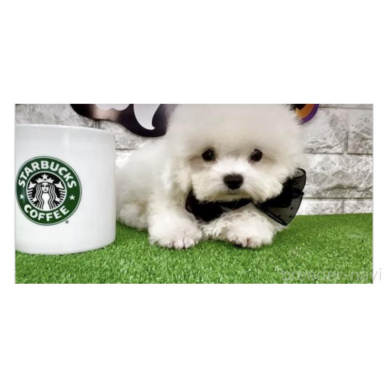 販売中の埼玉県のビションフリーゼ-422419の4枚目