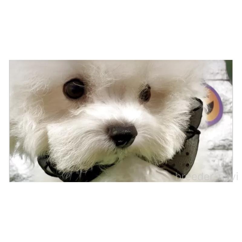 販売中の埼玉県のビションフリーゼ-422419の3枚目