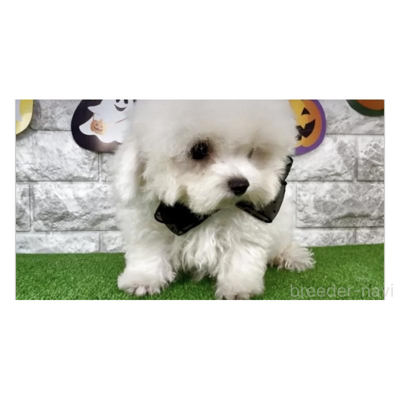 販売中の埼玉県のビションフリーゼ-422419の2枚目