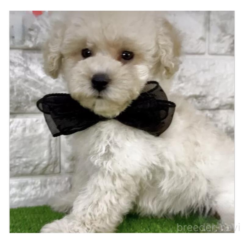 販売中の埼玉県のタイニープードル-422420