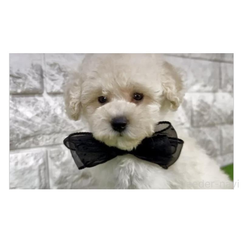 販売中の埼玉県のタイニープードル-422420の2枚目