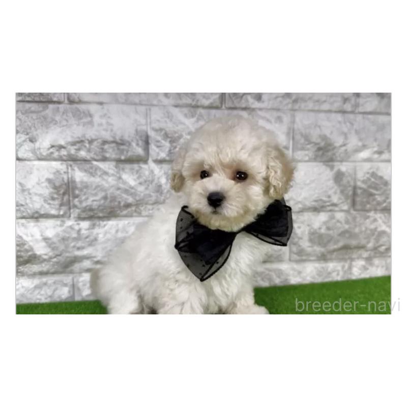 販売中の埼玉県のタイニープードル-422420の3枚目