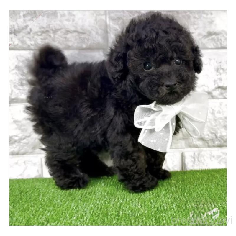 販売中の埼玉県のタイニープードル-422422