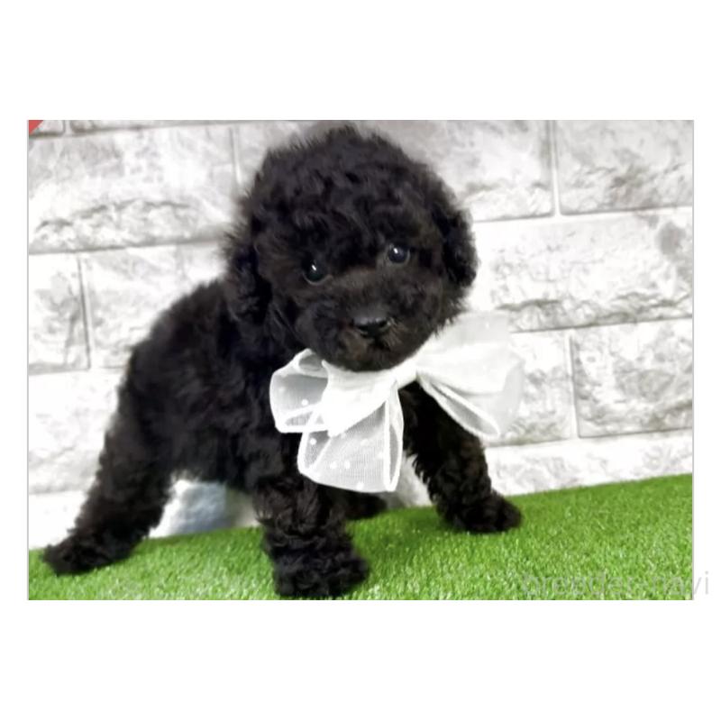 販売中の埼玉県のタイニープードル-422422の3枚目