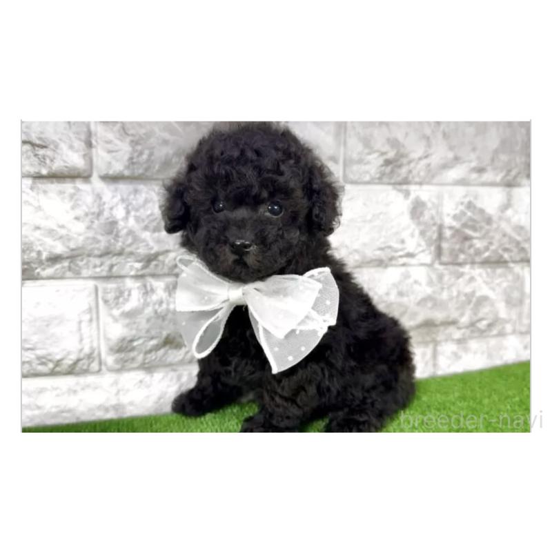 販売中の埼玉県のタイニープードル-422422の2枚目