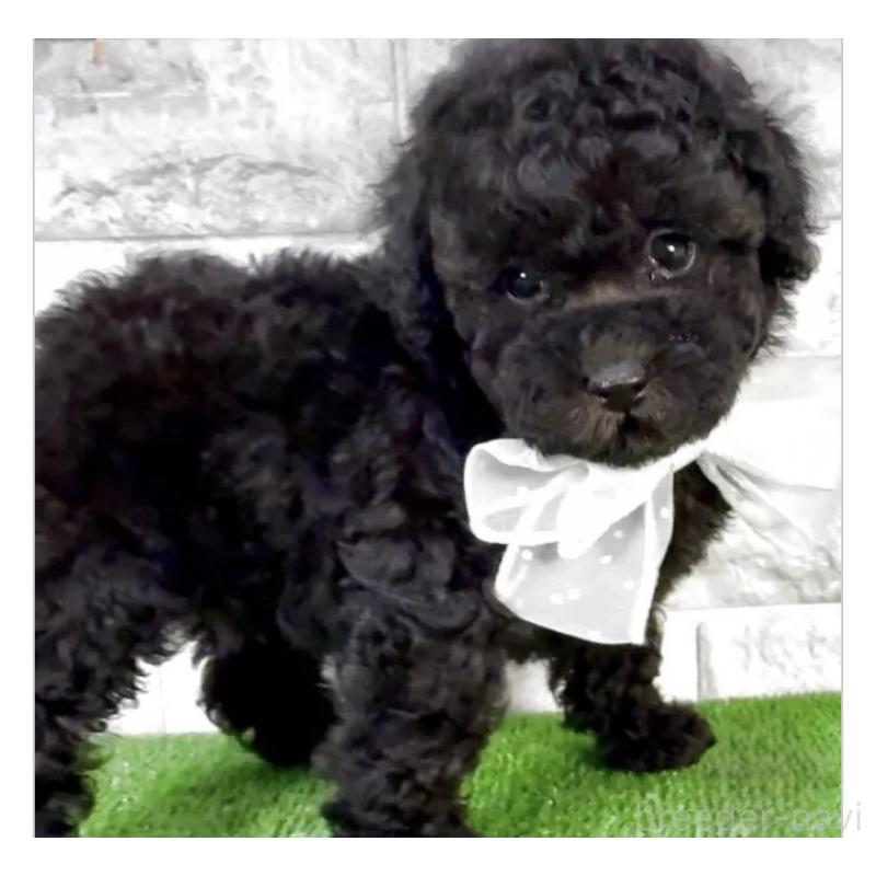 販売中の埼玉県のタイニープードル-422423