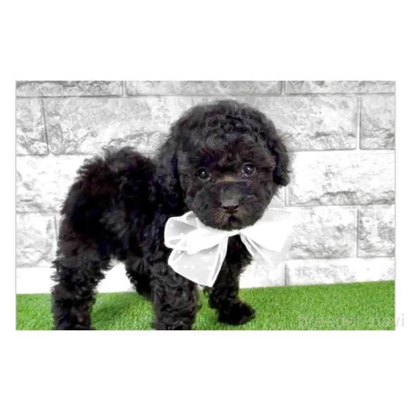 販売中の埼玉県のタイニープードル-422423の3枚目