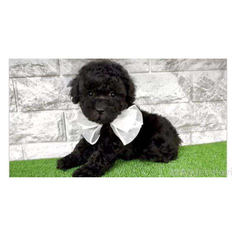 販売中の埼玉県のタイニープードル-422423の2枚目