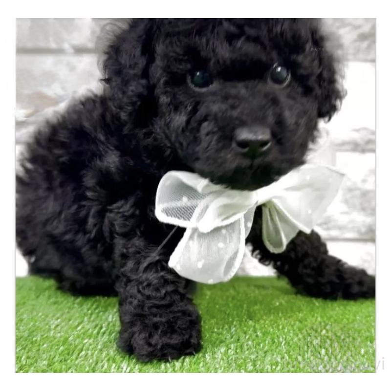 販売中の埼玉県のタイニープードル-422424の1枚目