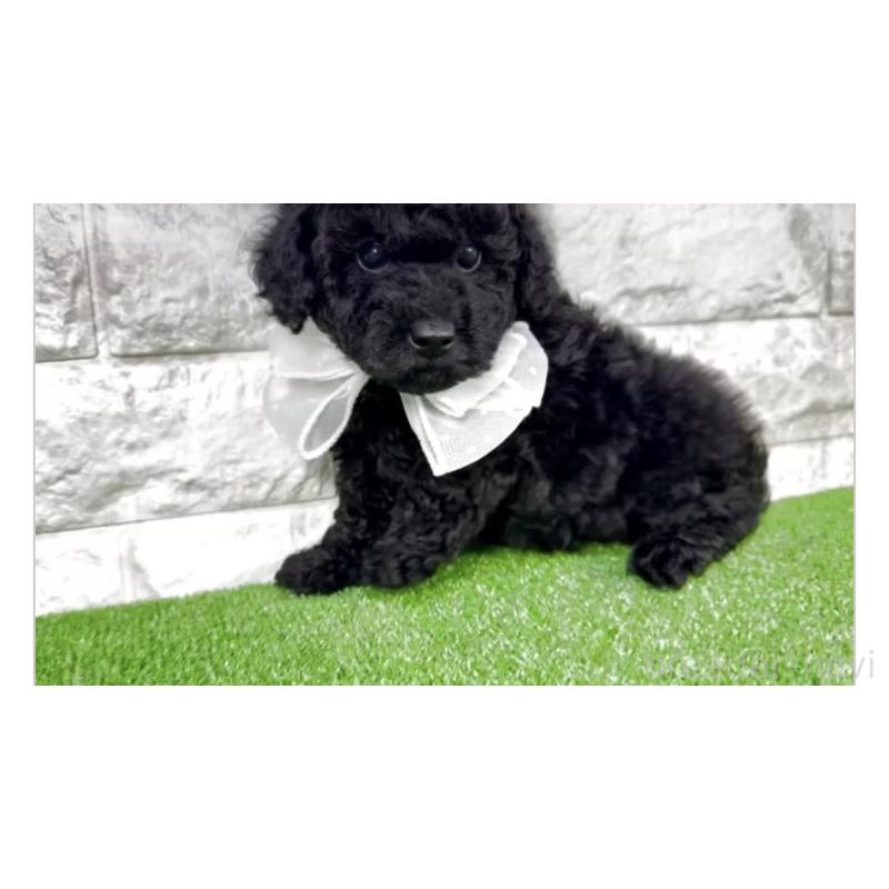 販売中の埼玉県のタイニープードル-422424の3枚目