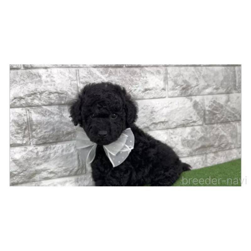 販売中の埼玉県のタイニープードル-422424の2枚目