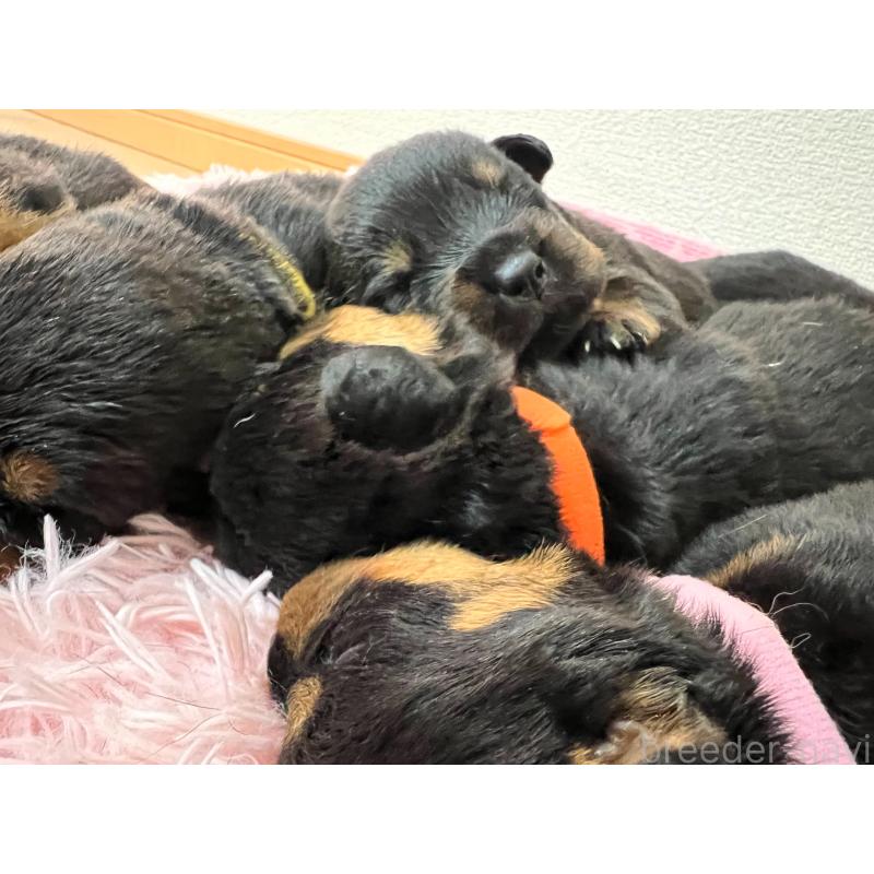 販売中の愛知県のロットワイラー-421473