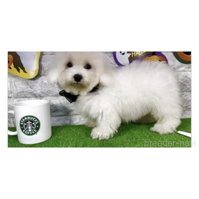 販売中の埼玉県のビションフリーゼ-422428の3枚目