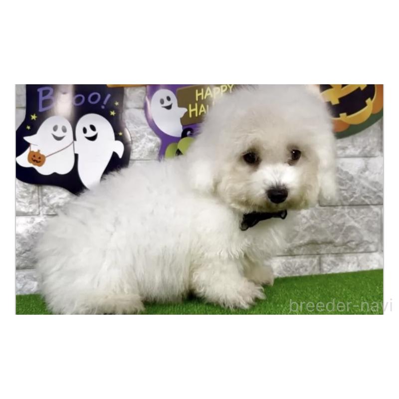 販売中の埼玉県のビションフリーゼ-422428の2枚目