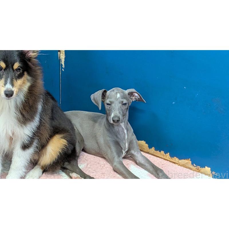 販売中の熊本県のイタリアングレーハウンド(イタグレ)-419262の8枚目