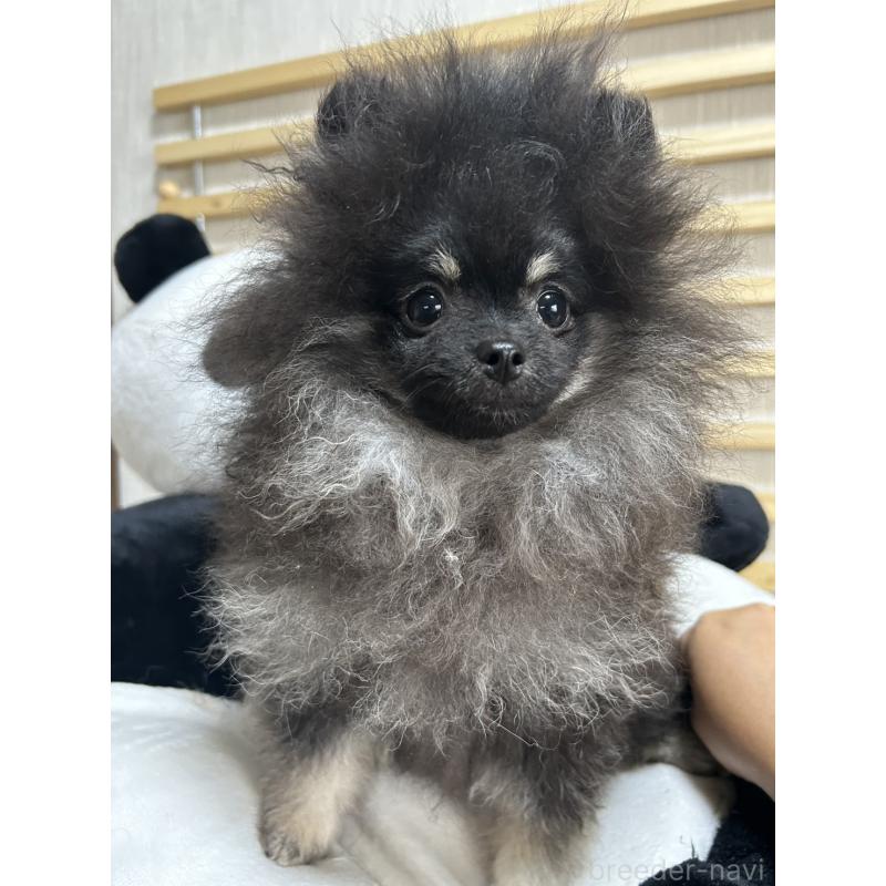販売中の大阪府のポメラニアン-404582の6枚目