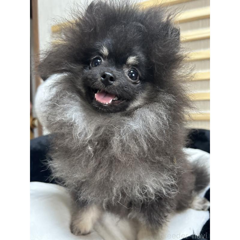 販売中の大阪府のポメラニアン-404582の5枚目