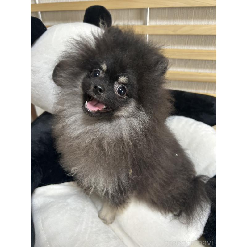 販売中の大阪府のポメラニアン-404582の4枚目