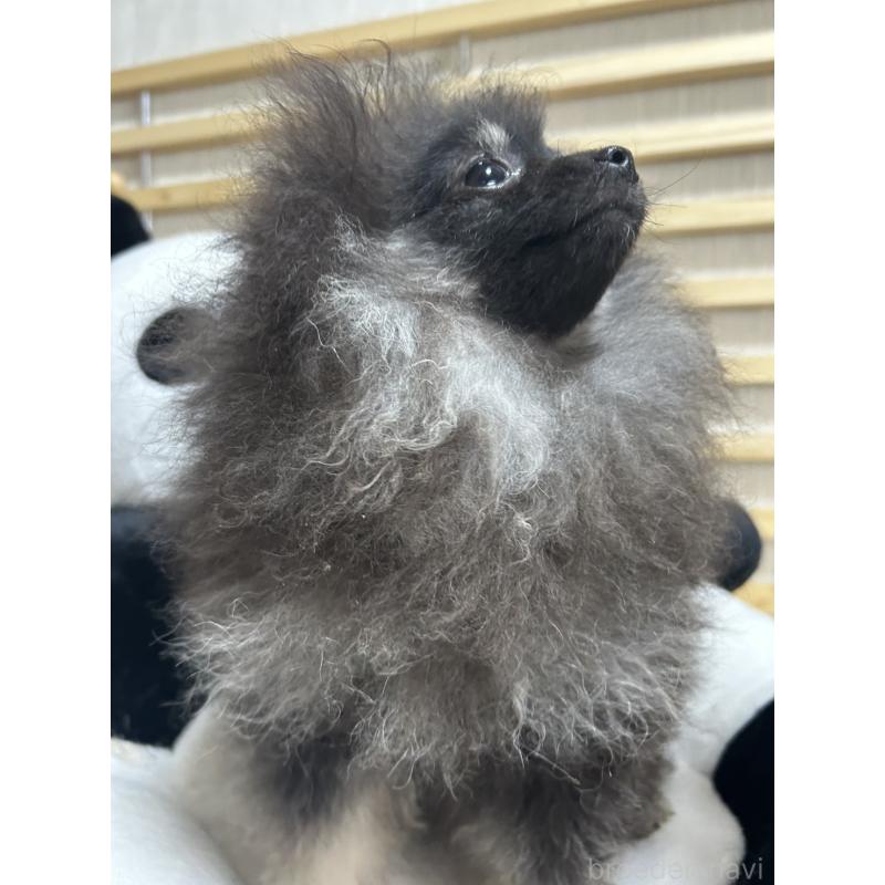 販売中の大阪府のポメラニアン-404582の3枚目