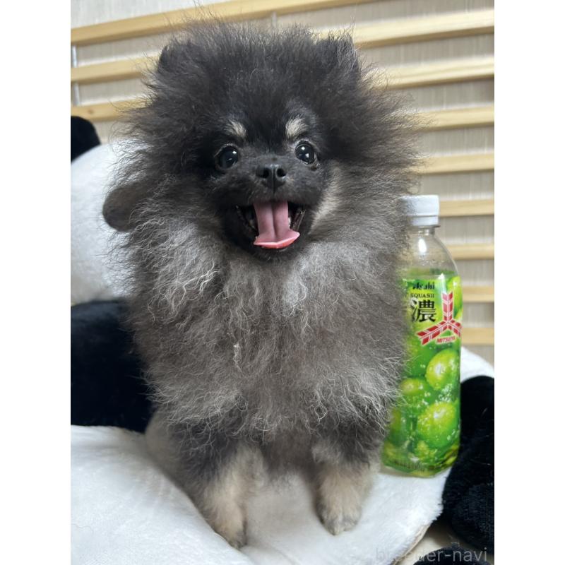 販売中の大阪府のポメラニアン-404582の2枚目