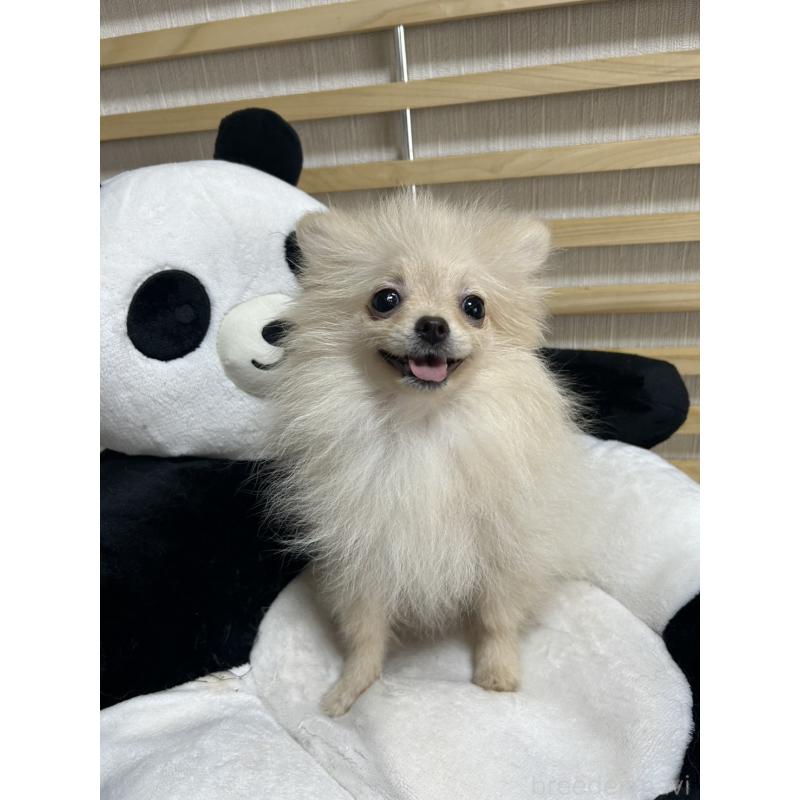 販売中の大阪府のポメラニアン-411215の5枚目