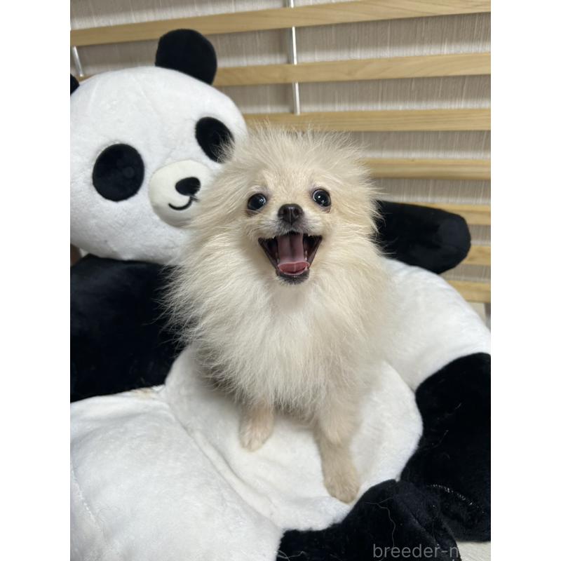 販売中の大阪府のポメラニアン-411215の4枚目