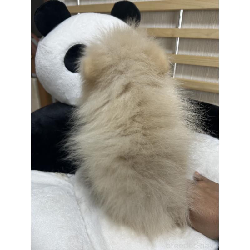 販売中の大阪府のポメラニアン-411215の2枚目