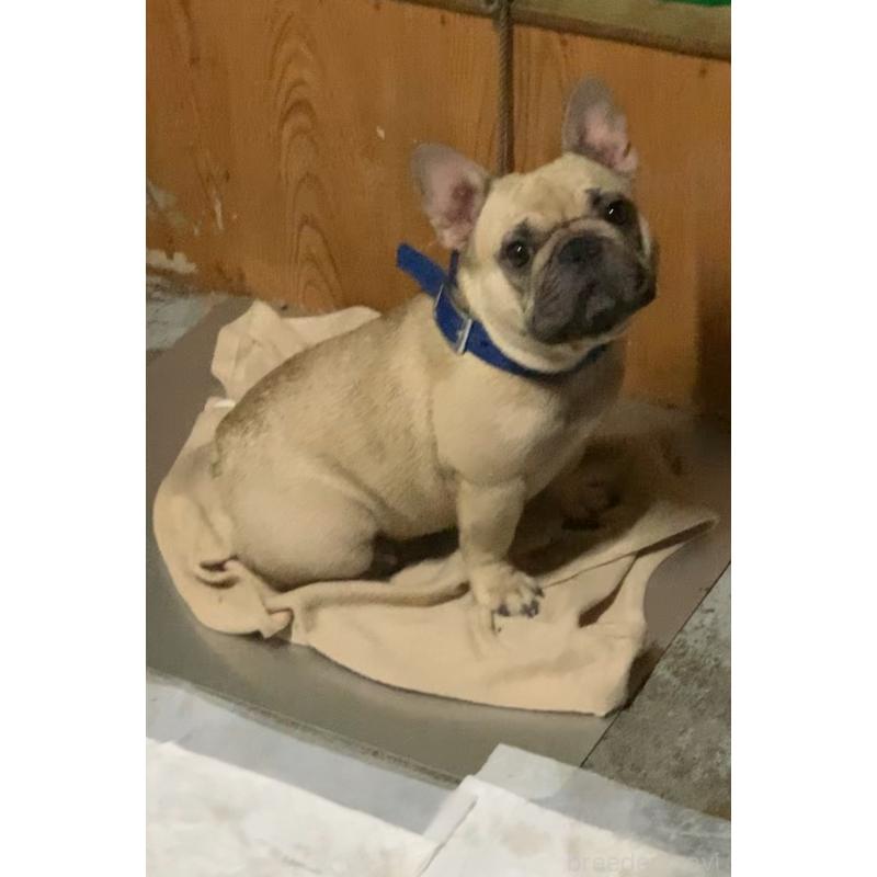 タイニーちゃん1枚目