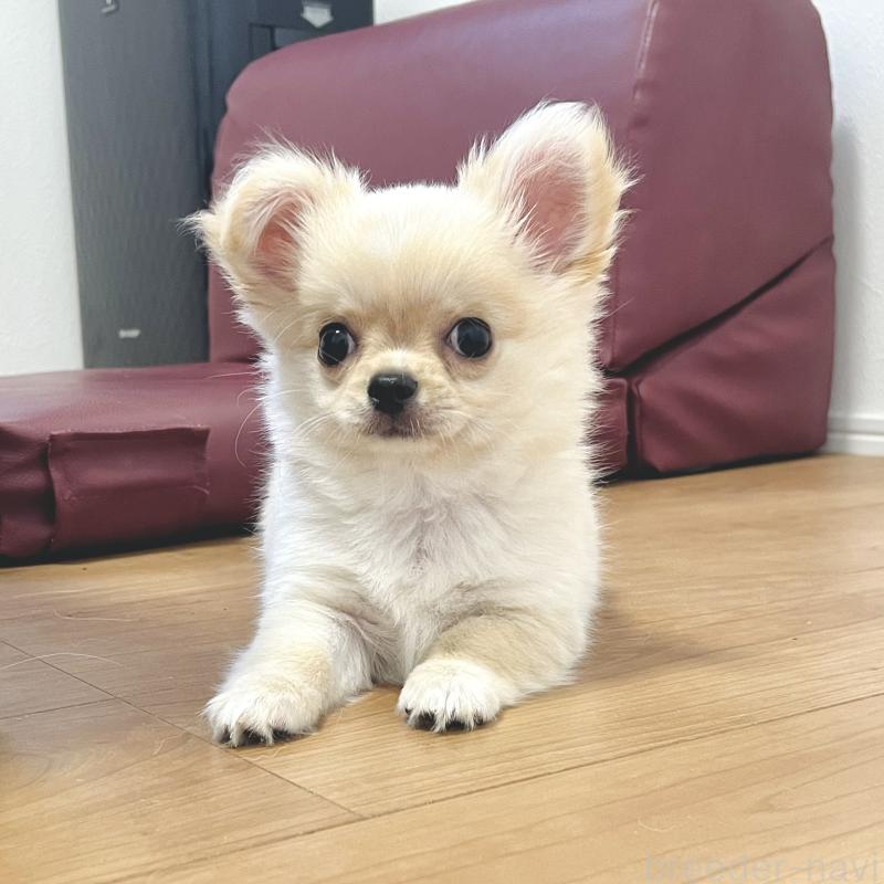 販売中の愛知県のチワワ(ロングコート)-417333の7枚目