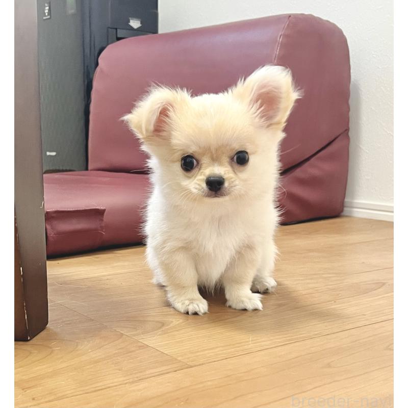 販売中の愛知県のチワワ(ロングコート)-417333の6枚目