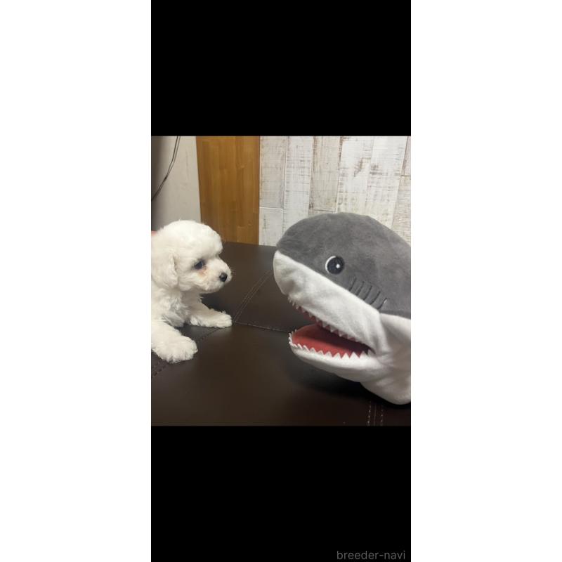 販売中の三重県のビションフリーゼ-421195の6枚目