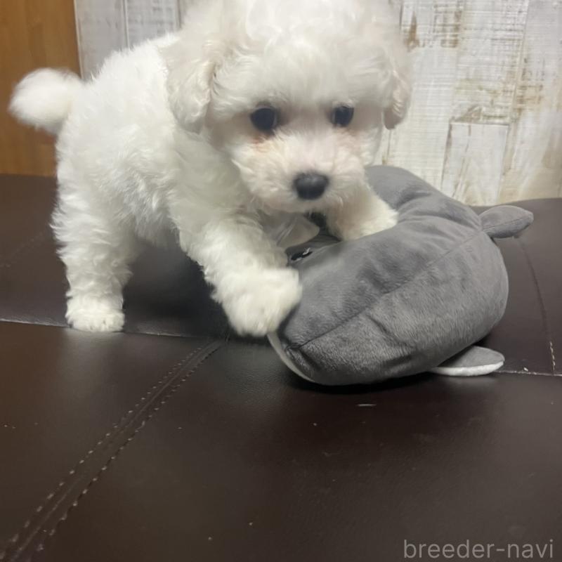 販売中の三重県のビションフリーゼ-421195の5枚目