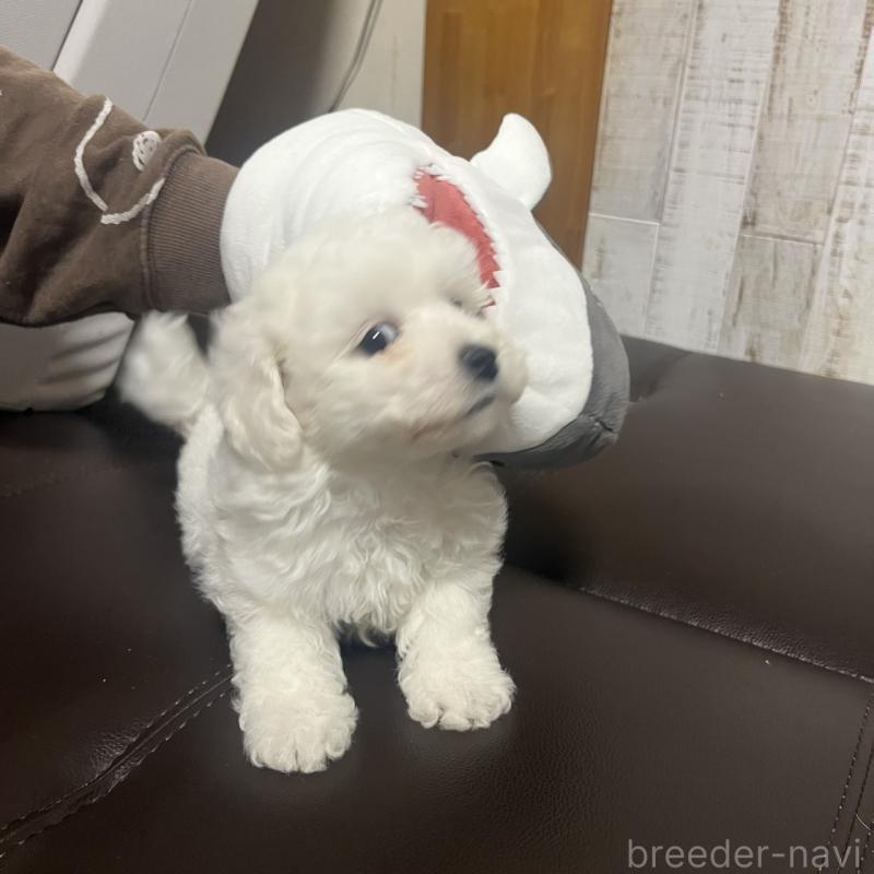 販売中の三重県のビションフリーゼ-421195の4枚目