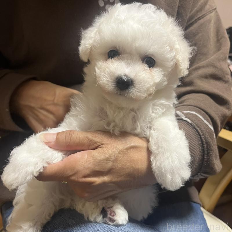 販売中の三重県のビションフリーゼ-421195の3枚目