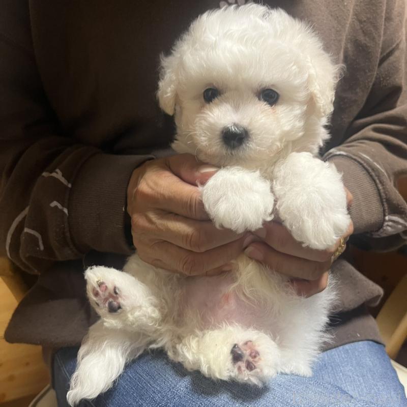 販売中の三重県のビションフリーゼ-421195の2枚目