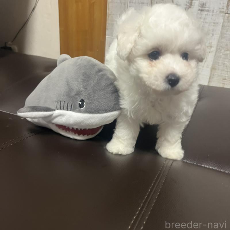 販売中の三重県のビションフリーゼ-421195