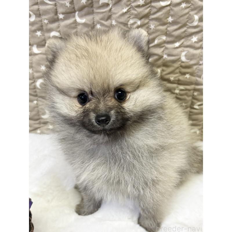 成約済の千葉県のポメラニアン-416622の11枚目