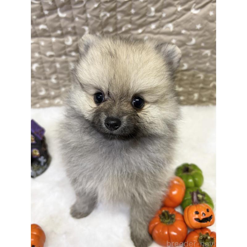 成約済の千葉県のポメラニアン-416622の10枚目