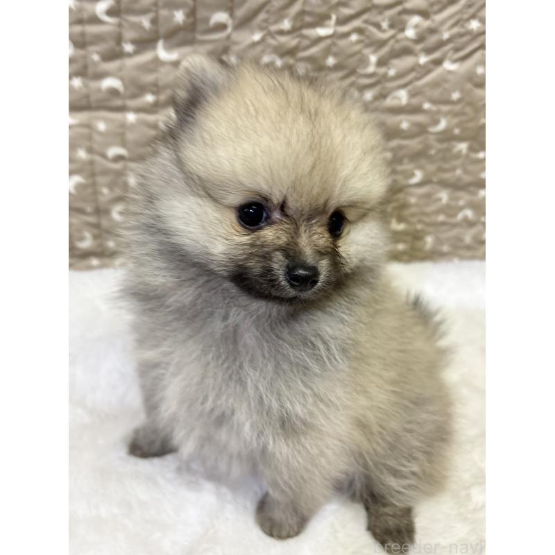 成約済の千葉県のポメラニアン-416622の9枚目