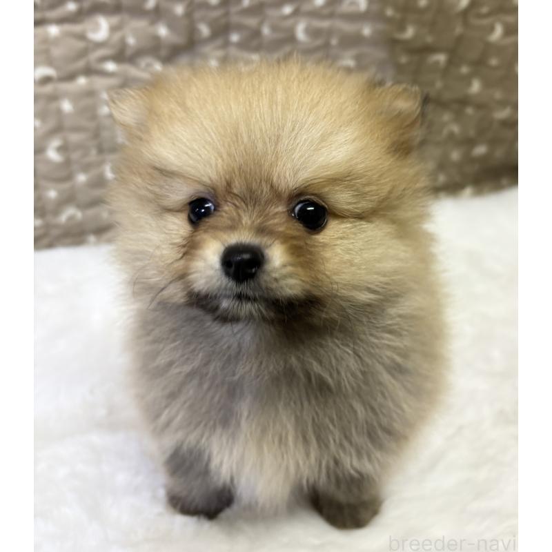 成約済の千葉県のポメラニアン-416623の5枚目