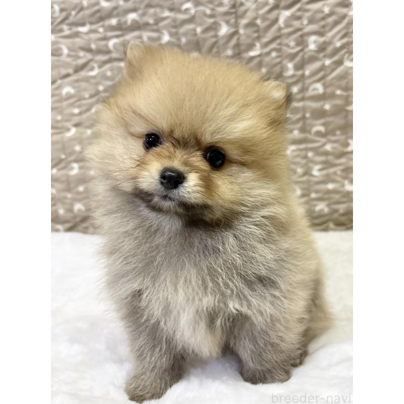 販売中の千葉県のポメラニアン-416623