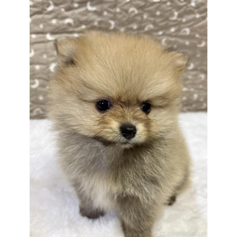 成約済の千葉県のポメラニアン-416623の4枚目