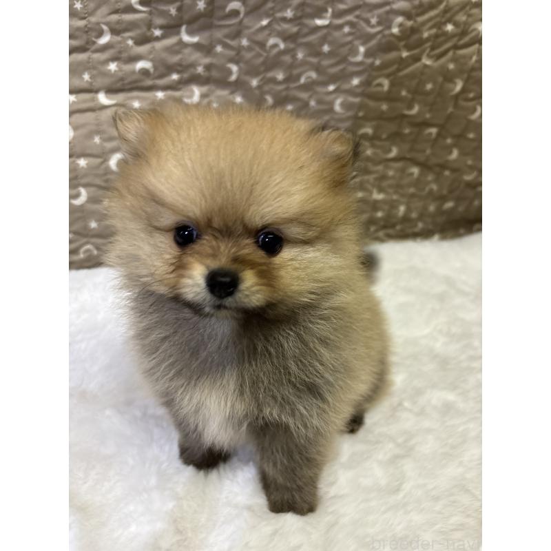 成約済の千葉県のポメラニアン-416623の3枚目