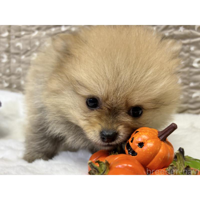 成約済の千葉県のポメラニアン-416623の2枚目